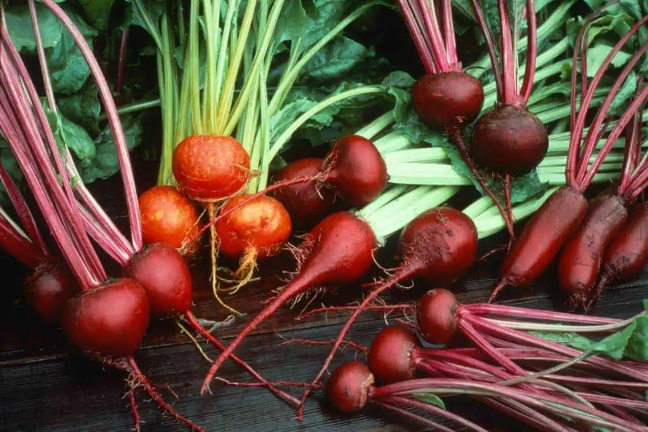 Types of Beets - Yellow - Striped - Cylindra - Red - Featured Image