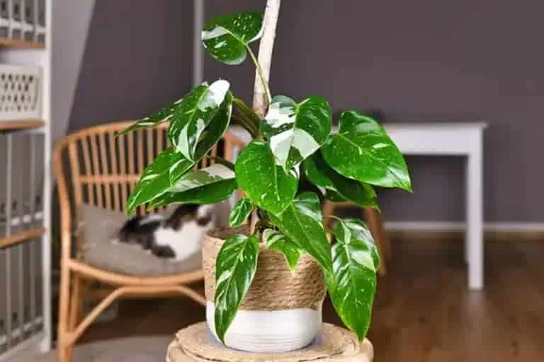 White Princess Philodendron in a Pot Featured