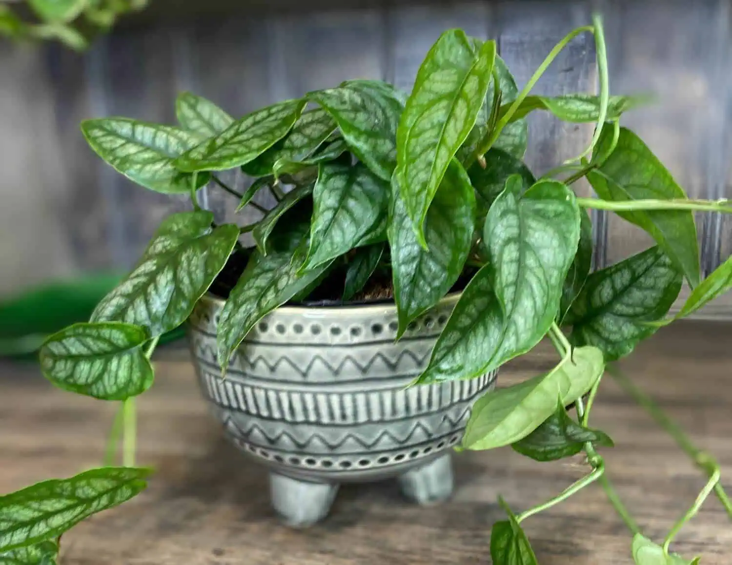 Monstera siltepecana Featured
