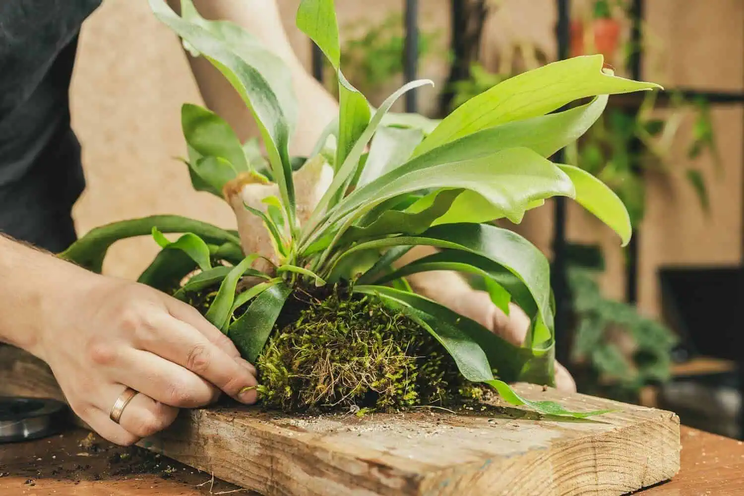 How to Save a Dying Staghorn Fern
