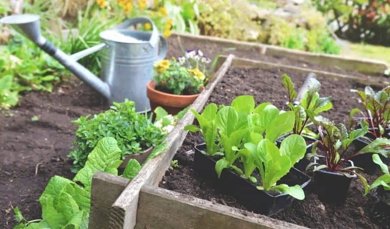 Beets Companion Plants Featured Image