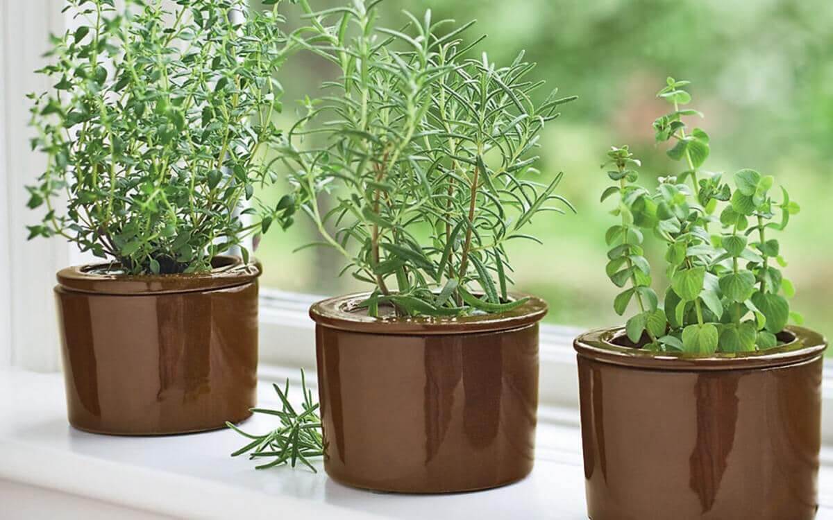 Beets Companion Plants - High Fragrance Herbs - Thyme
