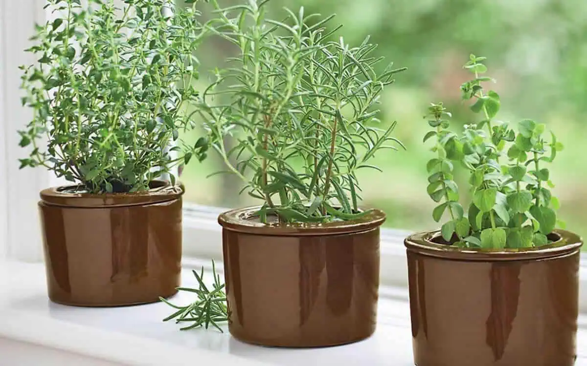 Beets Companion Plants - High Fragrance Herbs - Thyme