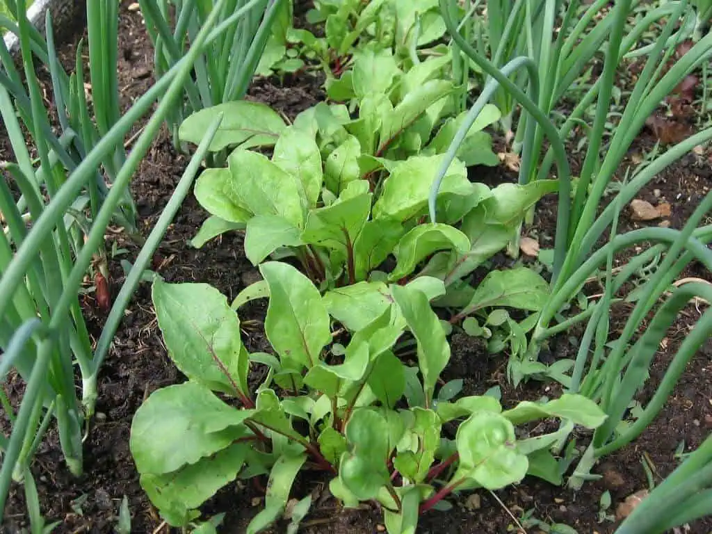 Beets and Onions - Alliums Planted Together