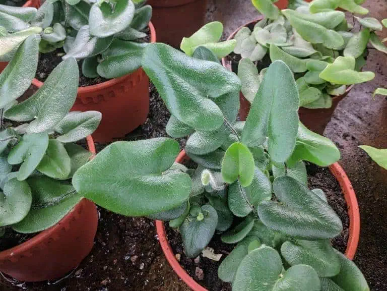 Heart Leaf Fern - How to Grow and Care for Hemionitis arifolia