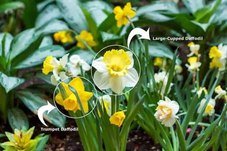 11 Types of Daffodils - Featured