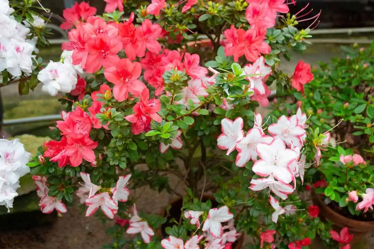 Acid Loving Plants - Azaleas Acid Loving Plants - Azaleas