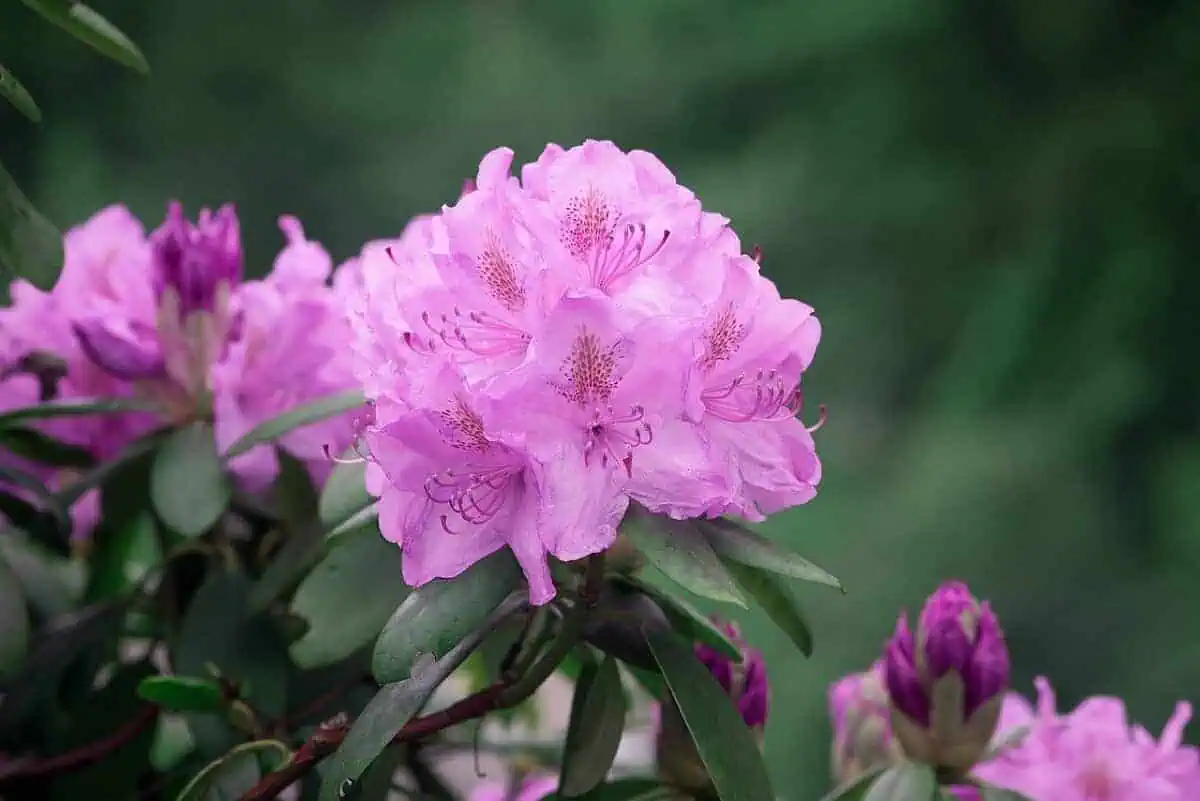 Acid Loving Plants - Rhododendrons Acid Loving Plants - Rhododendrons