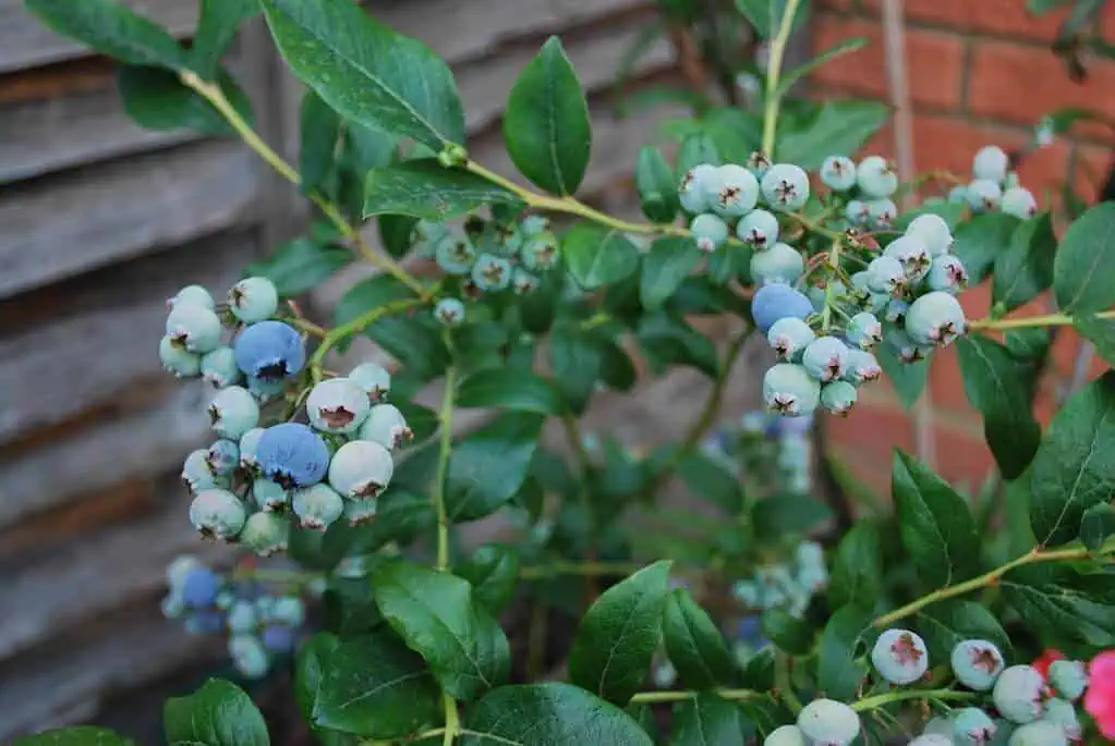 Acid-loving Plants - Blueberry Acid-loving Plants - Blueberry