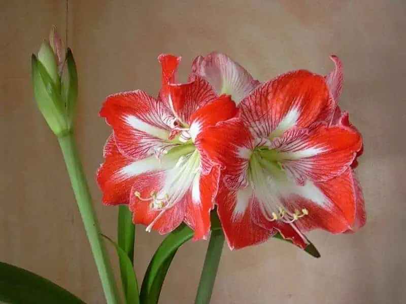 Amaryllis Amaryllis