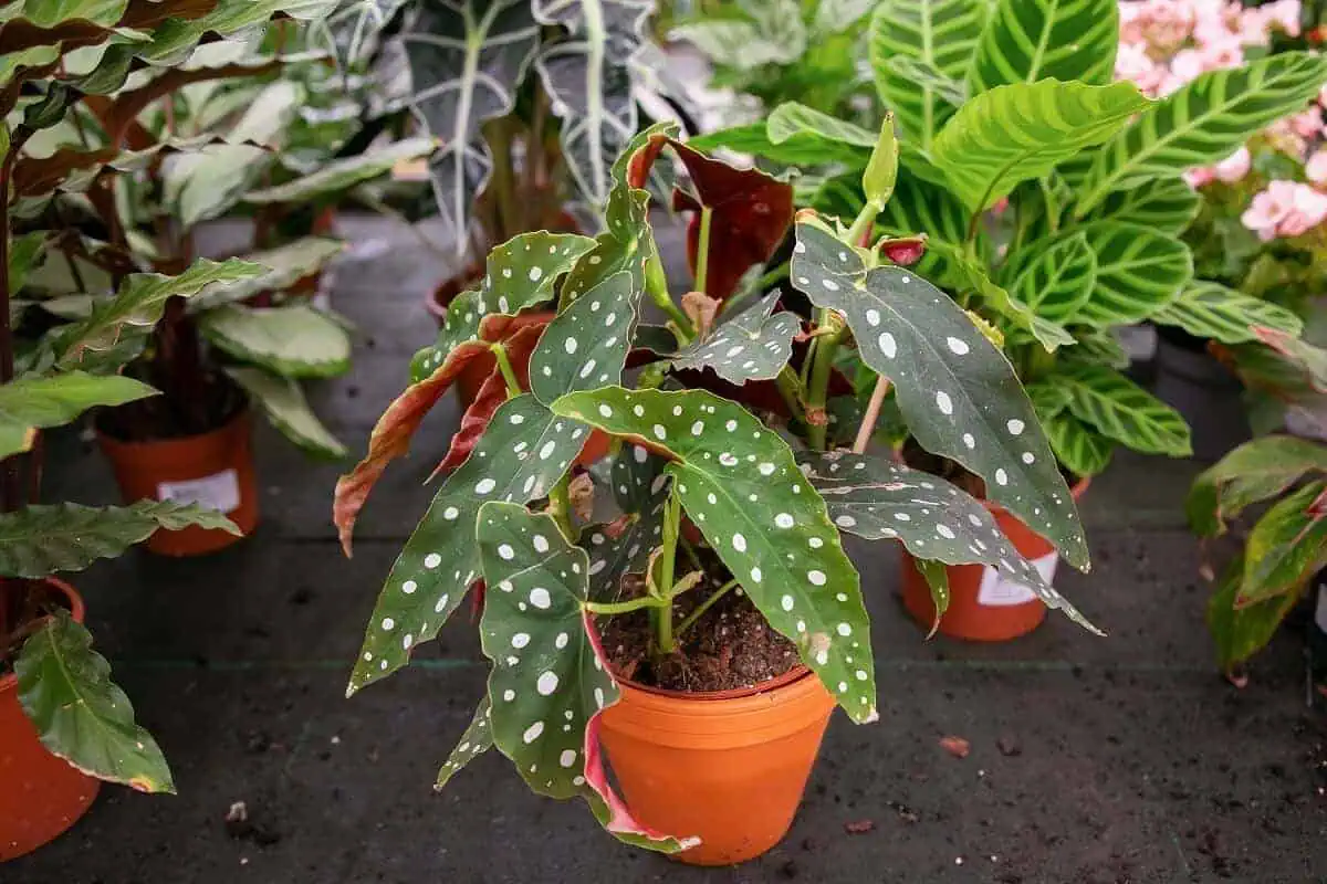 Begonia types - Angel or Cane - Begonia maculata