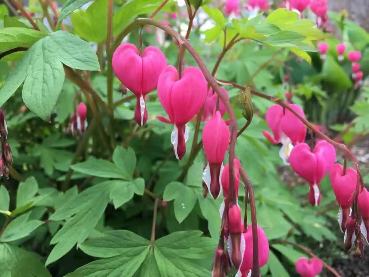Bleeding Heart Plant Bleeding Heart Plant