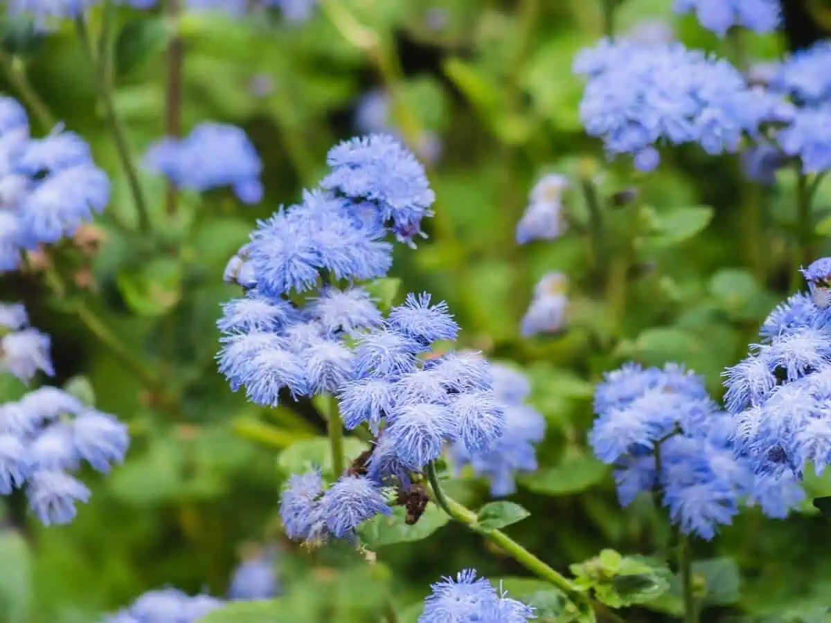 Blue Ageratum - Floss Flower Blue Ageratum - Floss Flower