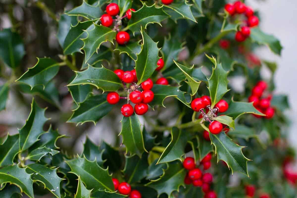 Bright Red Holly Berries on a Bush