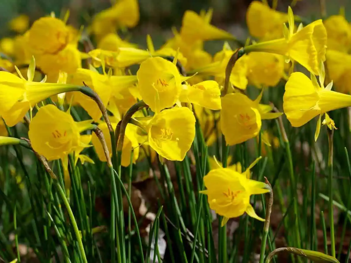 Bulbocodium Daffodils - Petticoat - hoop petticoa Bulbocodium Daffodils - Petticoat - hoop petticoa