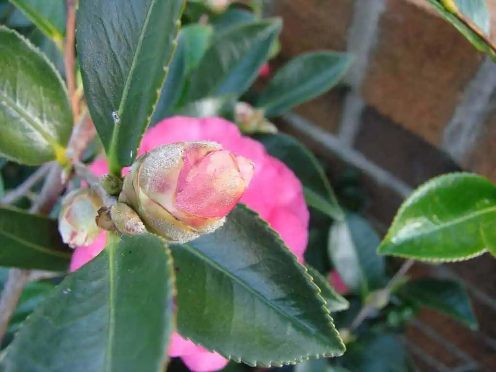 Camellia Camellias