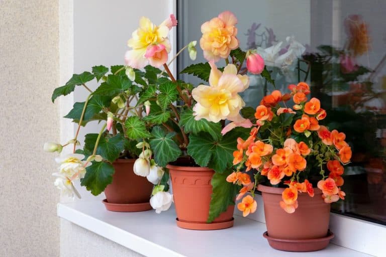 Different Begonia Types in Pots on a Windowsill Featured