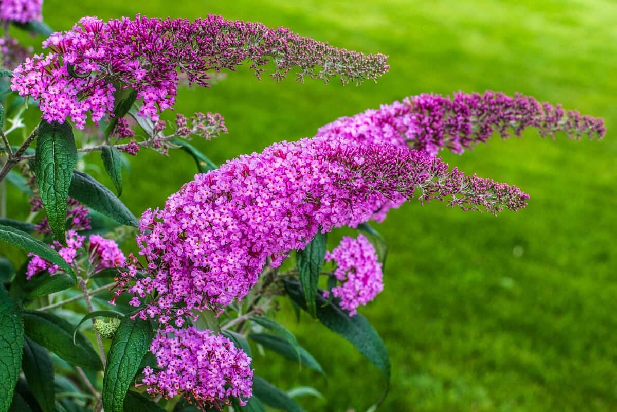 Flowering Butterfly Bush Flowering Butterfly Bush