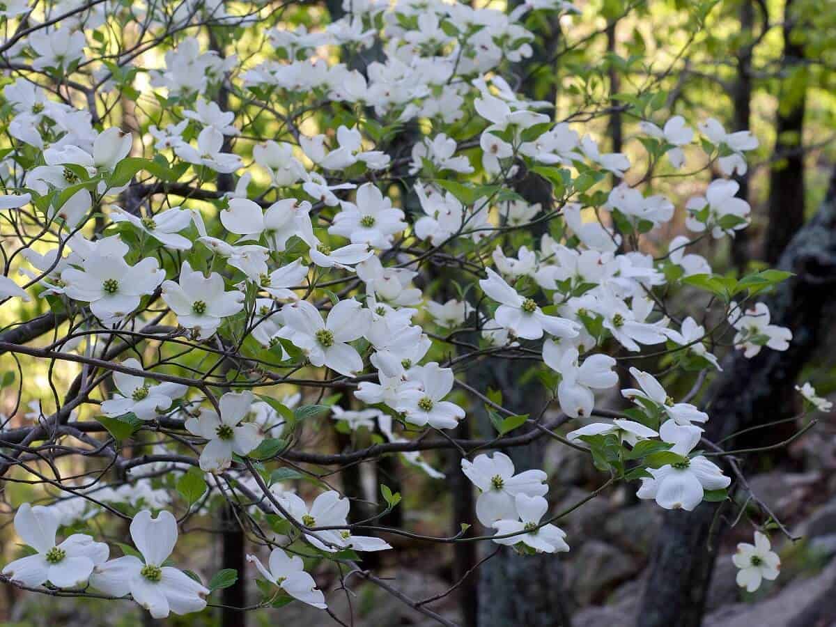 Flowering Dogwood - Cornus florida Flowering Dogwood - Cornus florida
