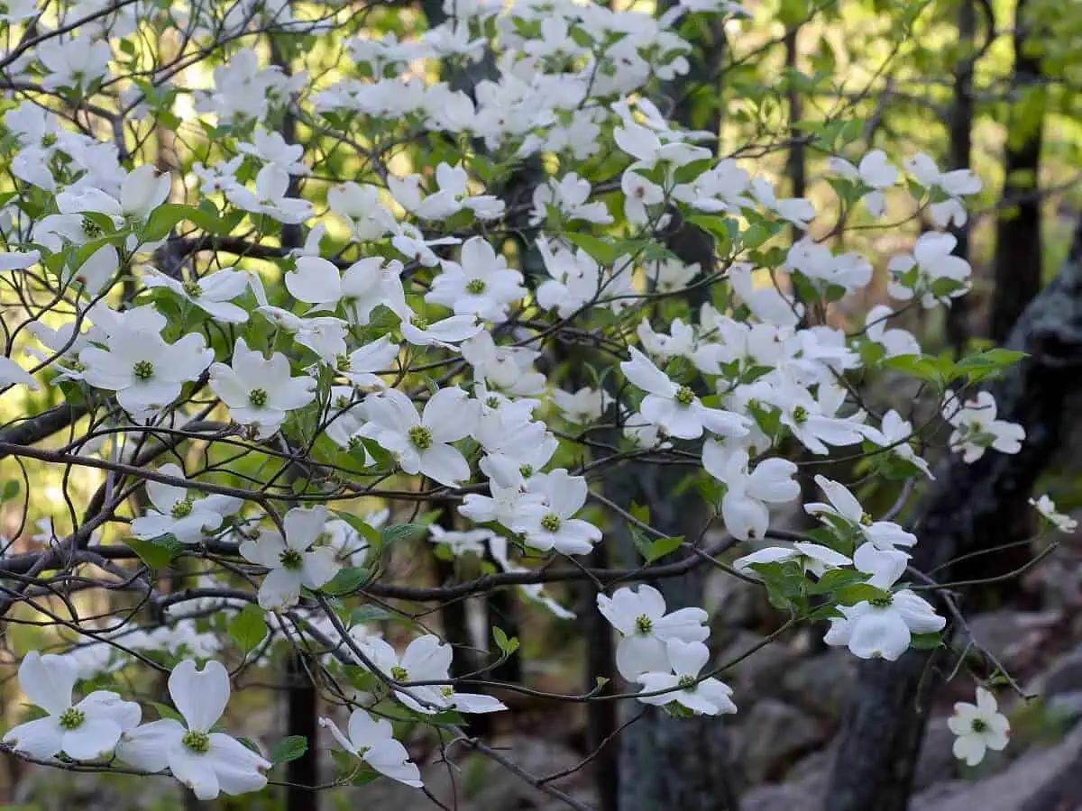 Flowering Dogwood - Cornus florida Flowering Dogwood - Cornus florida