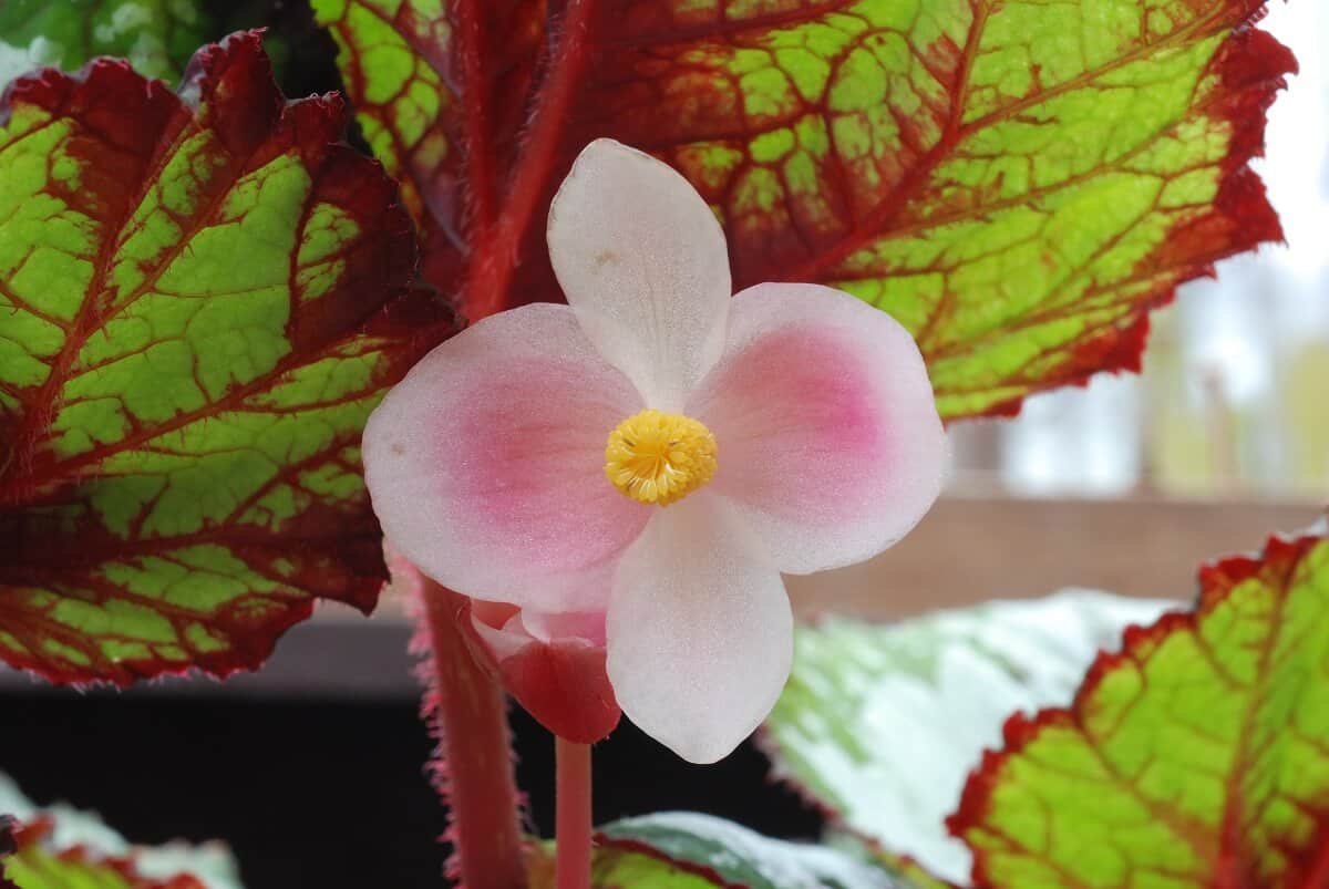 Flowering Rex Begonia 'Merry Christmas'