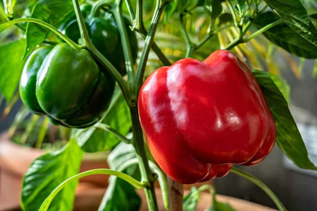13 Easy Tips for Growing Bell Peppers in Pots Hort Zone