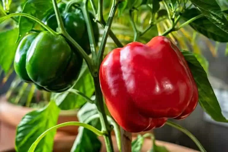 Growing Bell Peppers in Pots - Red & Green Sweet Pepper - Featured