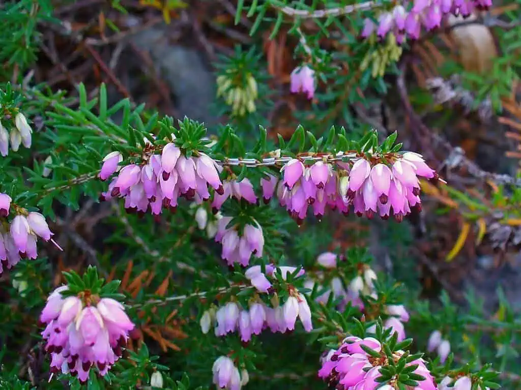 Heath - Erica carnea Heath - Erica carnea