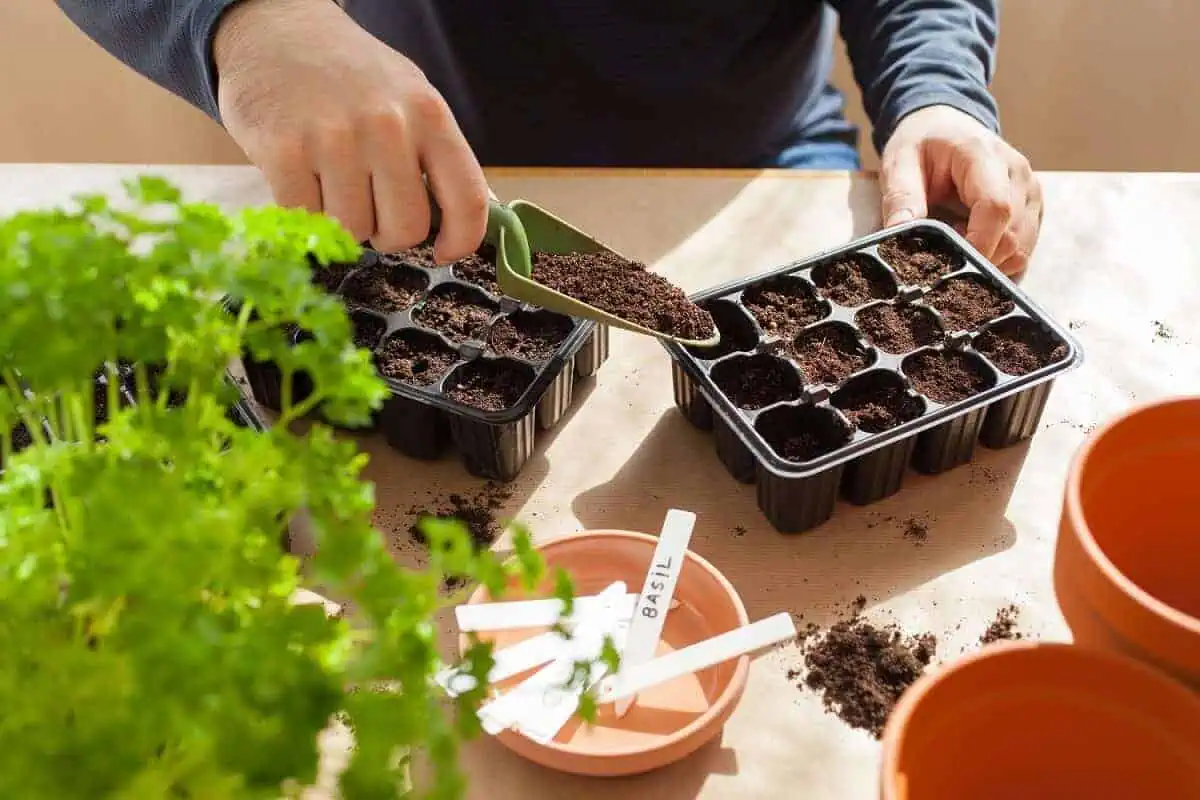 Bell Peppers - How to sow seeds indoors 