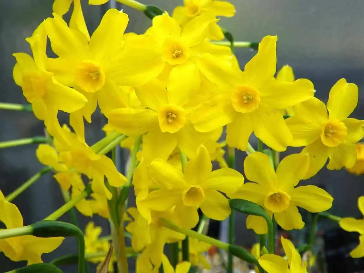 Jonquilla Daffodils Jonquilla Daffodils
