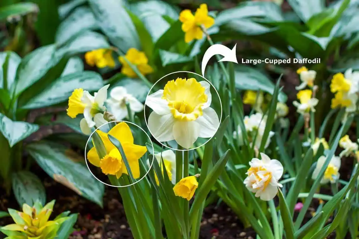Large-cupped Daffodils Large-cupped Daffodils