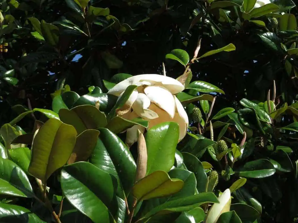 Magnolia Magnolia tree