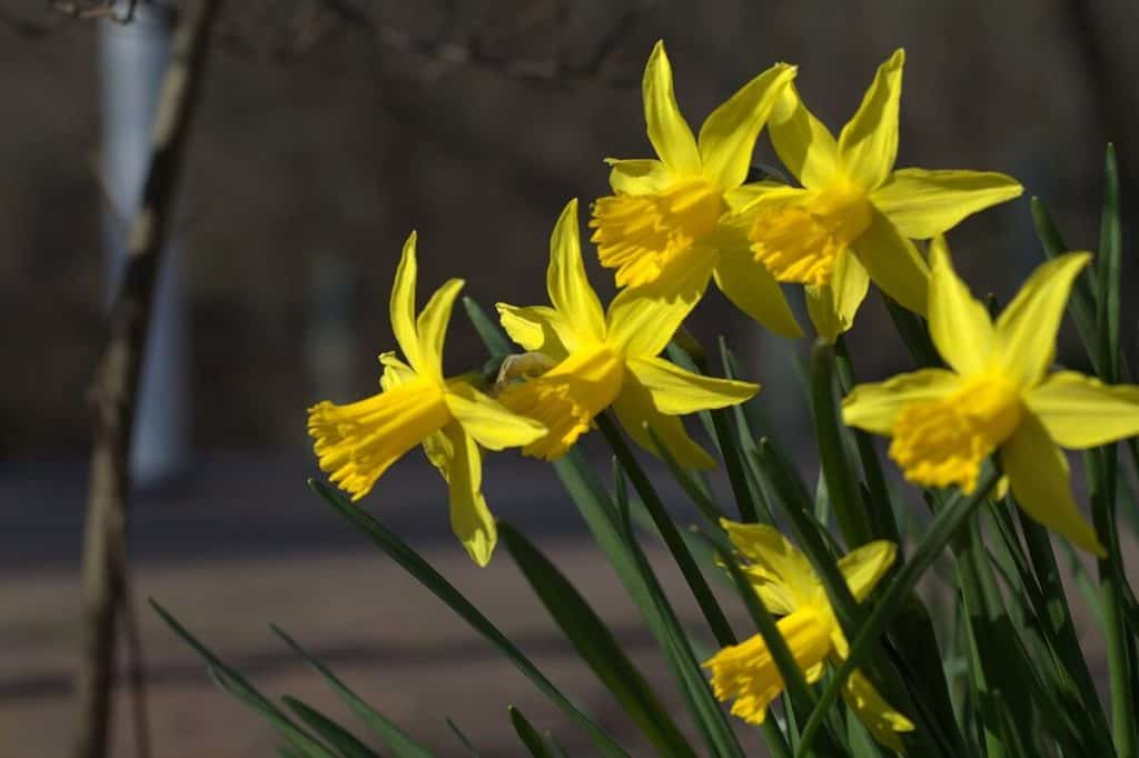 11 Types of Daffodils The Ultimate List (With Pictures) Hort Zone