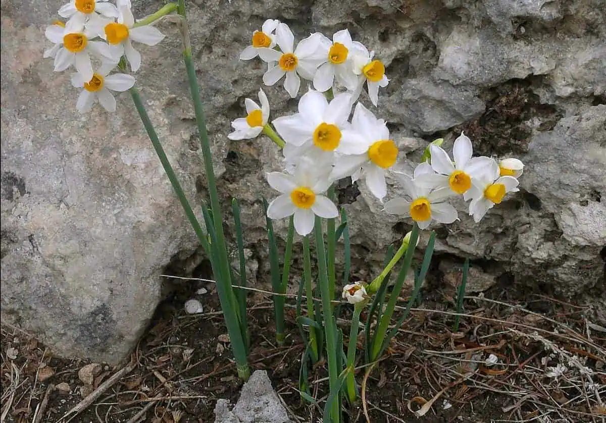 Narcissus Tazetta Daffodils Narcissus Tazetta Daffodils