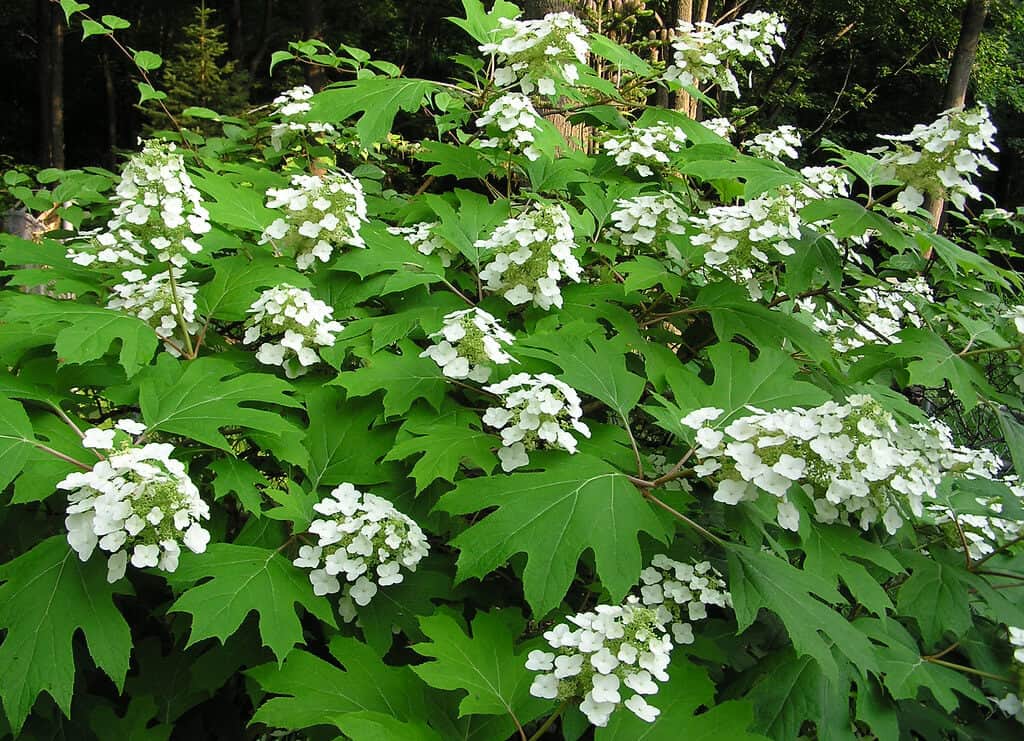 Oakleaf hydrangea