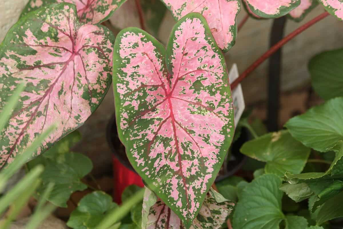 Pink and Green Variegated Caladium