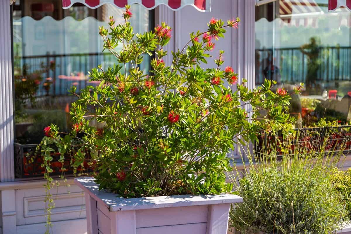 Red Bottlebrush Flowering