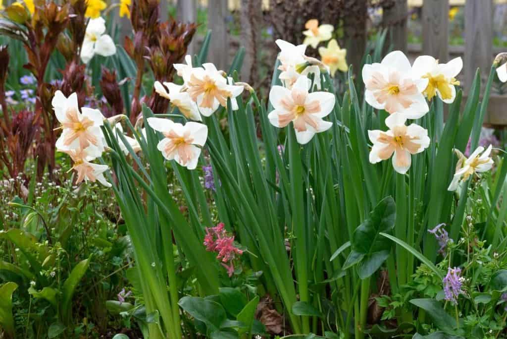 11 Types of Daffodils The Ultimate List (With Pictures) Hort Zone