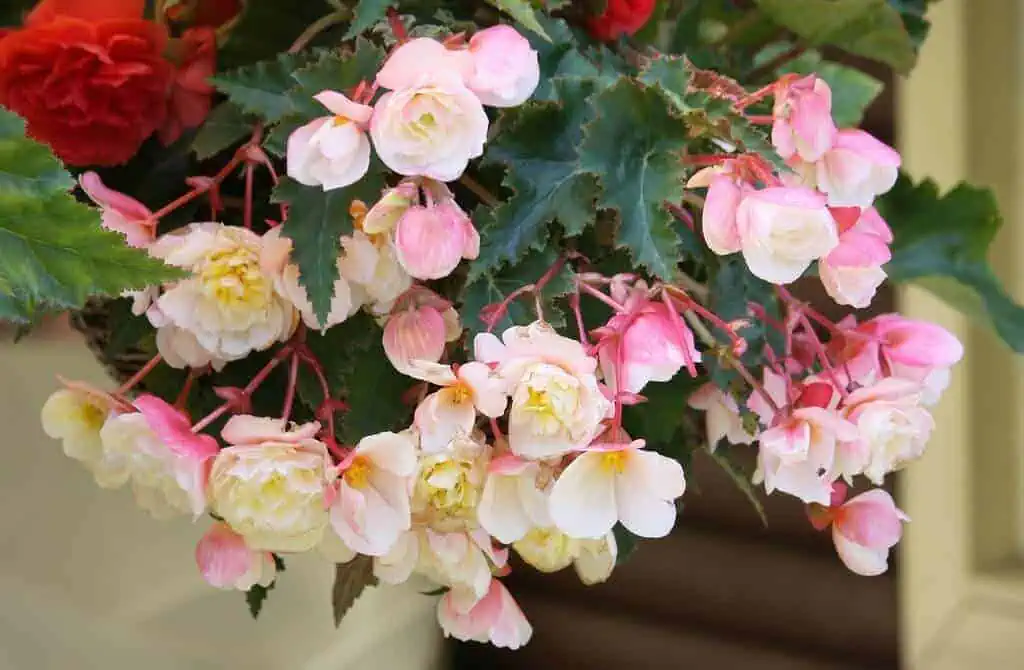 Tuberous begonia