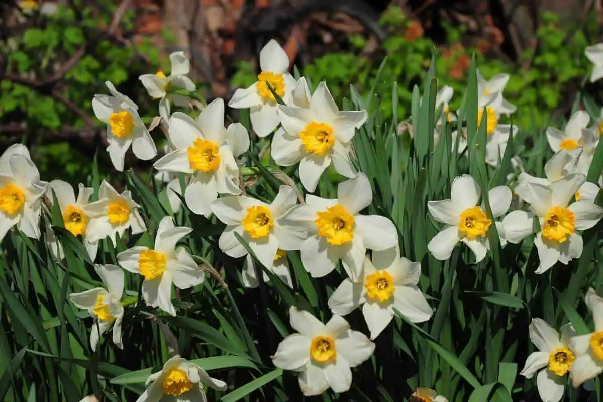 Types of Daffodils - Small-cupped Daffodils Types of Daffodils - Small-cupped Daffodils