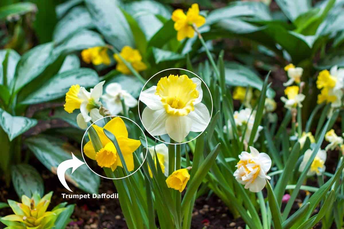 Types of Daffodils - Trumpet