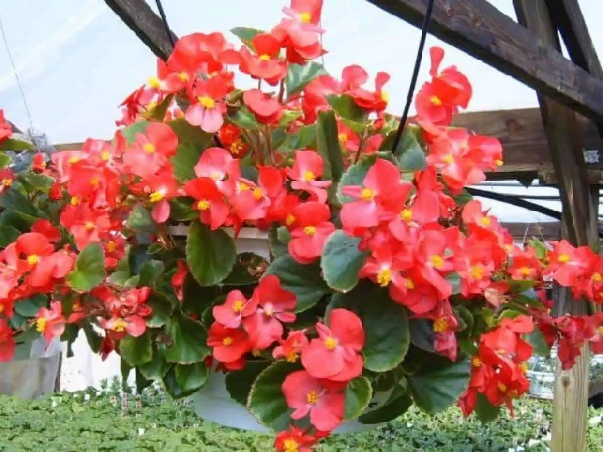 Wax begonia Begonias