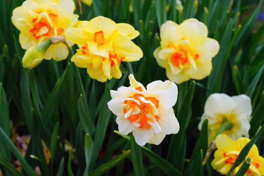11 Types of Daffodils The Ultimate List (With Pictures) Hort Zone