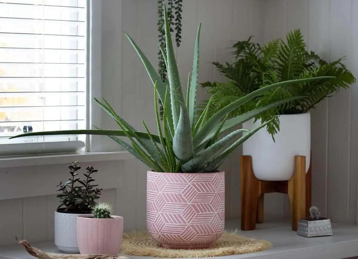 Aloe vera Aloe vera