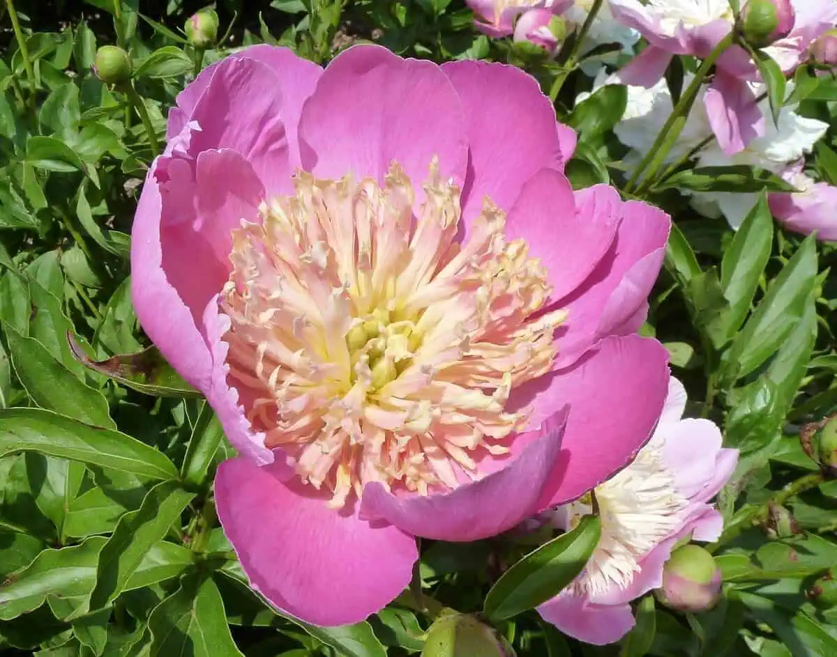 Anemone Form Peony Anemone Form Peony