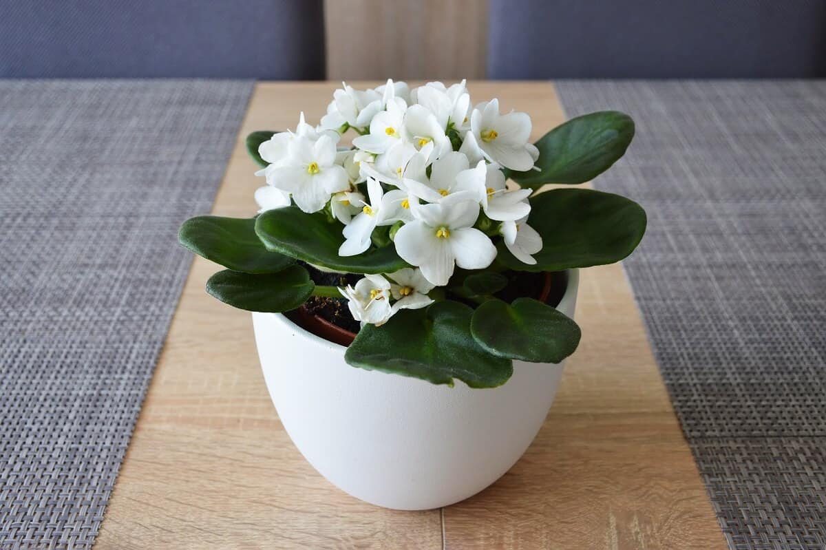 Common House Plants - African violet