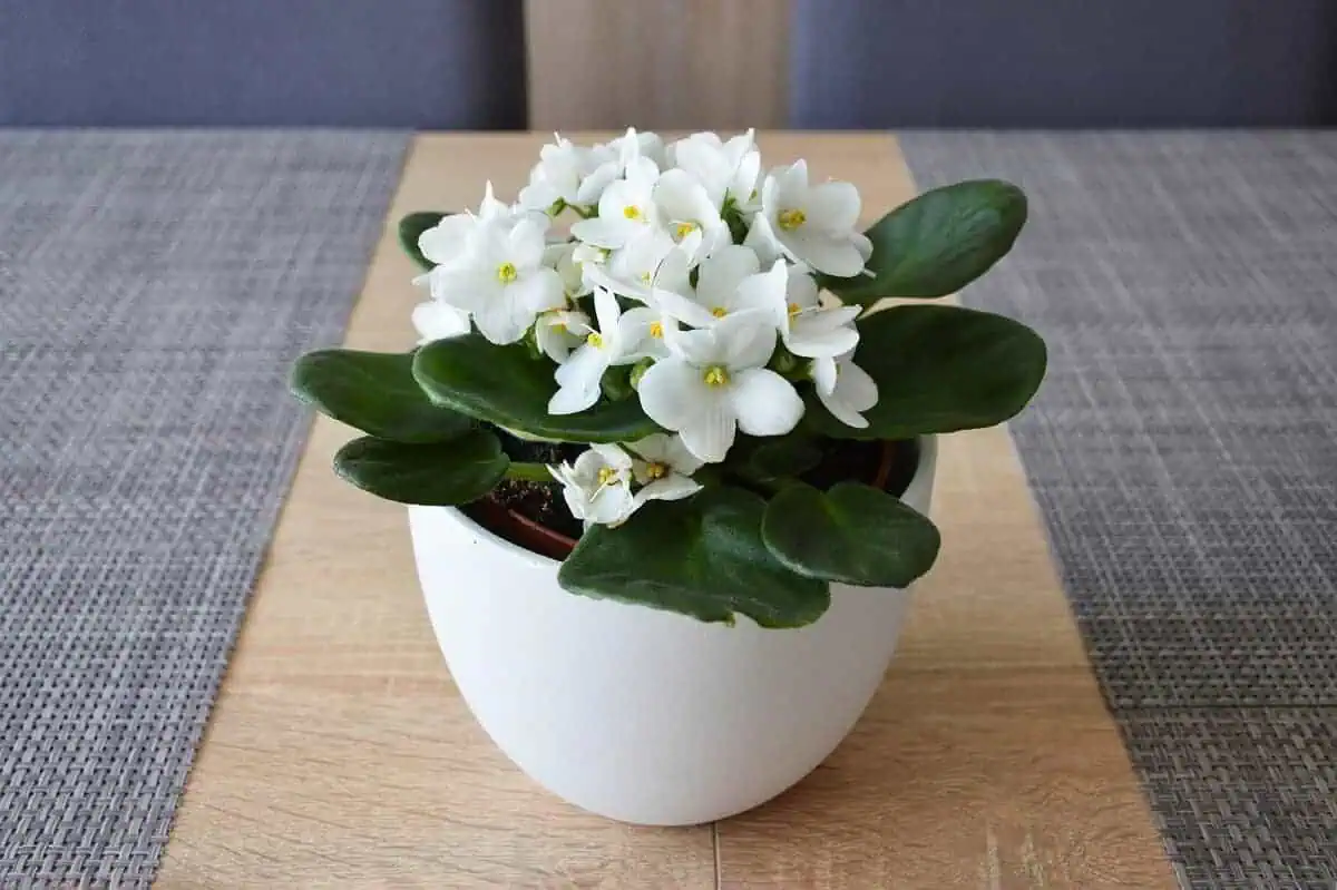 Common House Plants - African violet Common House Plants - African violet