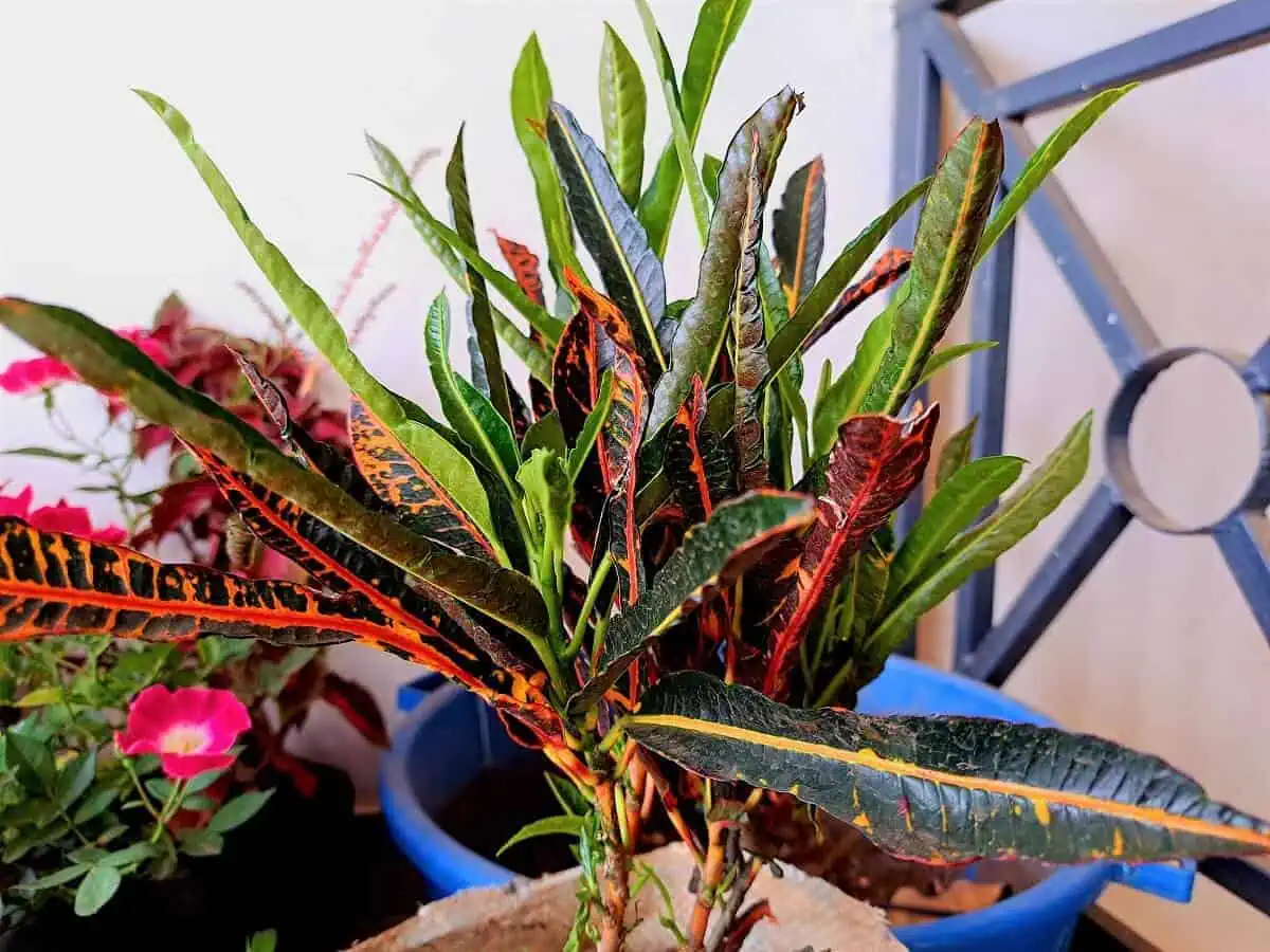 Common House Plants - Croton by Hort Zone Common House Plants - Croton by Hort Zone