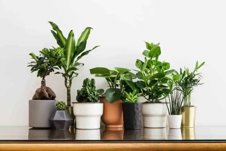 Common House Plants - Group of Indoor Plants Featured Image