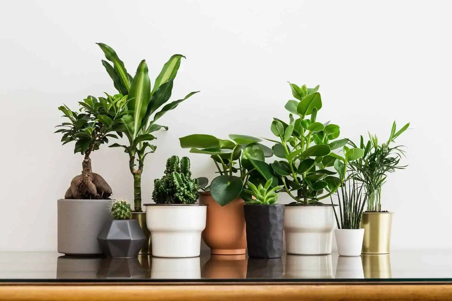 Common House Plants - Group of Indoor Plants Featured Image